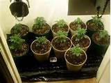Images of Best Soil For Marijuana Seedlings