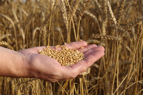 9 Different Types Of Commercial Grain Farming Just Business Tips