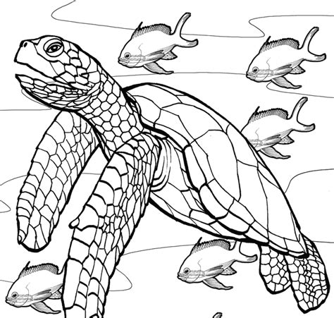 Coloring Pages Of Sea Turtles Free Coloring Page