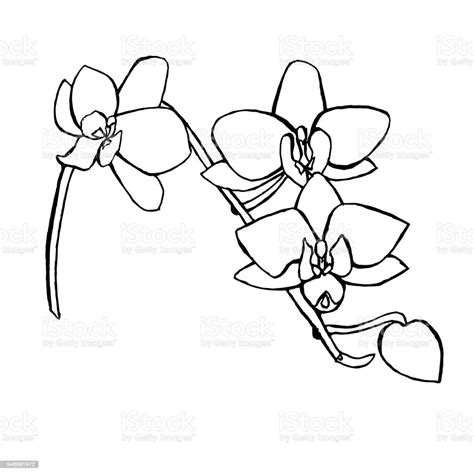 Detail Gambar Bunga Anggrek Sketsa Koleksi Nomer 11