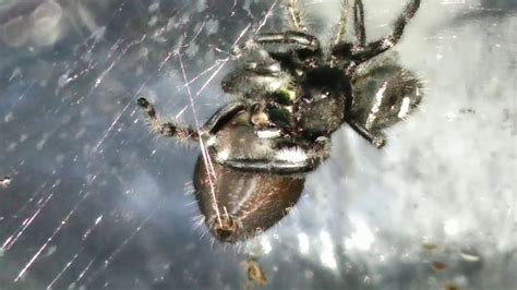 Jumping Spider Courtship Successful Mating Youtube