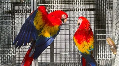 dna tested scarlet macaw patrrots for adoption pasig manila philippines buy and sell