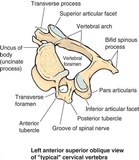 Spine And Backbonescervical Vertebra Including Atlas And Axis