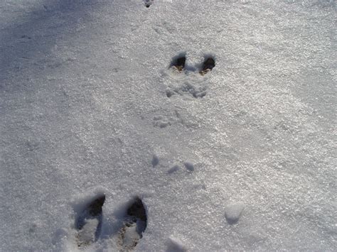 Deer Tracks Animal Footprints Deer Tracks Footprint