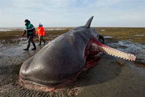 Researchers Find Plastic Nets In Stomachs Of Dead Sperm Whales