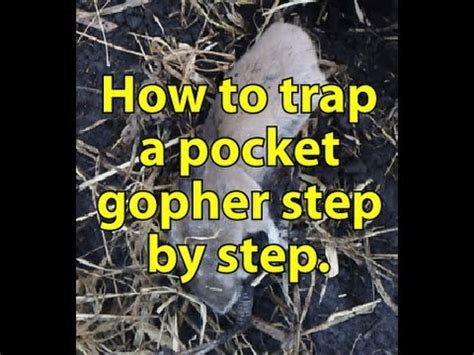 Pocket gophers are a small rodent which appears in many states across america. How to trap a pocket gopher. - YouTube