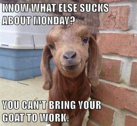 Truth Too Bad I Dont Have A Goat 🐐 Cute Goats Goats Funny Goats