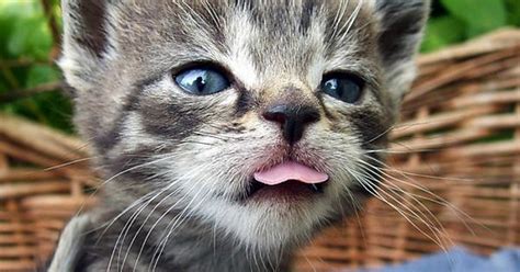 Some Eyebleach For Lni Cats Sticking Out Their Tongues Album On Imgur