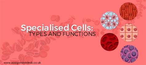A Complete Guide To Specialized Cells Various Types And Functions