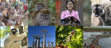 Donate To Help Sos Save Madagascars Lemurs And Communities Globalgiving