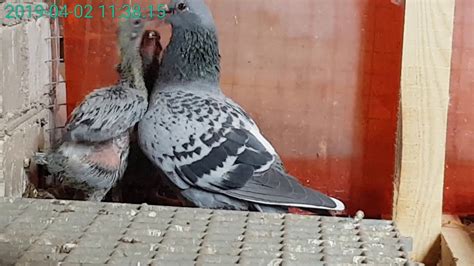 Racing Pigeons Breeders Loft Lithuania Youtube