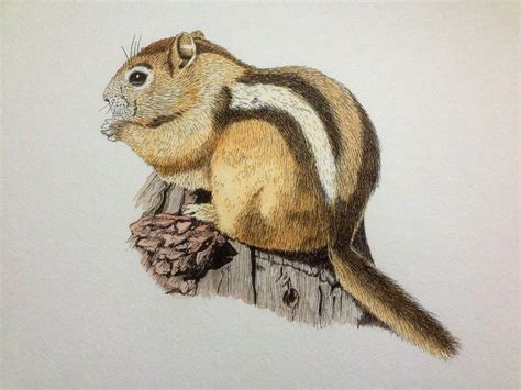 Chipmunk Portrait Drawing By Ned The On Deviantart