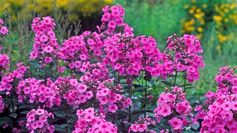 Alice Bowe My Guide To The Best Phlox For Summer