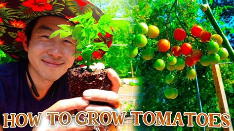 How To Grow Tomatoes Youtube