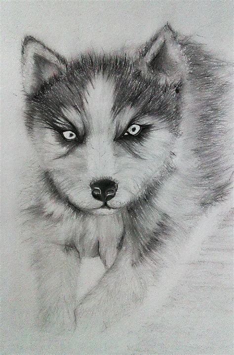 Siberian Husky Puppy Drawing By Syamanthra On Deviantart