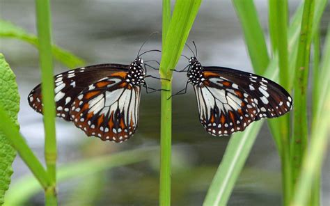Butterflies Black And White Tiger Danaus Affinis Swamp Hd Wallpaper