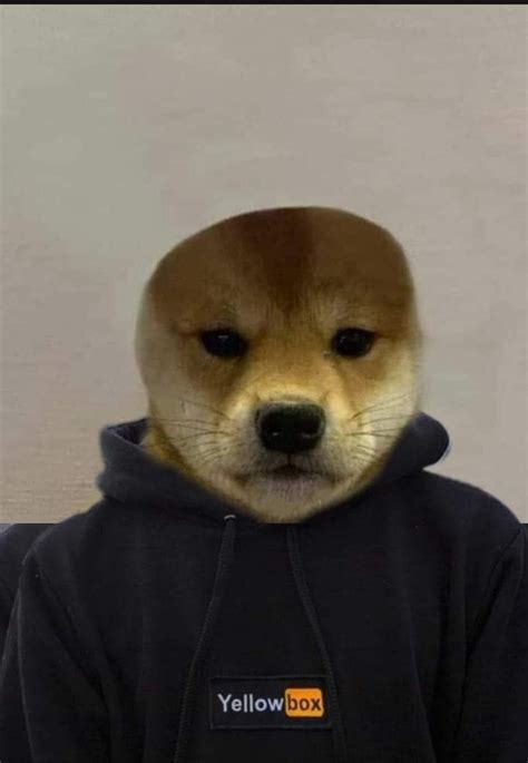 Pin De Stilly Em Dog With Hat Fotos De Animais Engraçados Rostos De