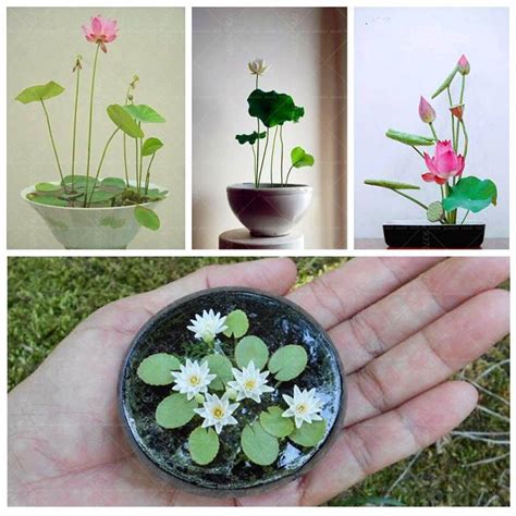 Buy lotus seeds and get the best deals at the lowest prices on ebay! Lotus Seeds : Flower Seeds Seeds 15 Seeds- Plants Seeds ...