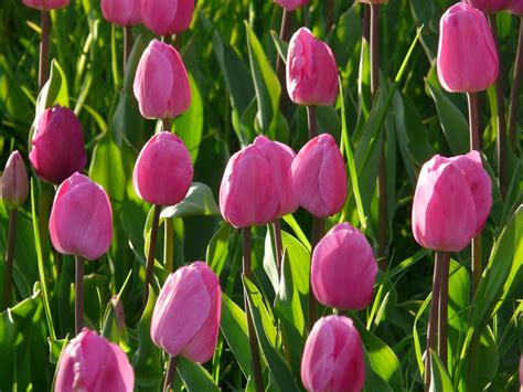 Top 10 Most Beautiful Tulip Flowers Yabibo