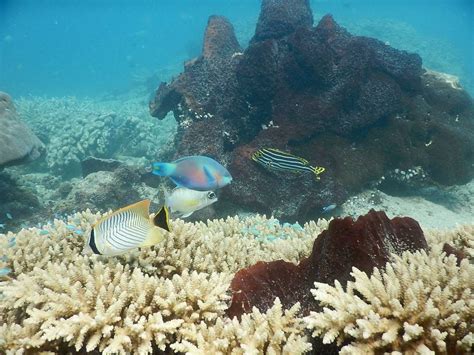 Sketsa pemandangan bawah laut yang akan kami tampilkan sesaat lagi tidak hanya bisa anda pakai untuk menghibur diri saja, tapi juga bisa kalian gunakan untuk contoh sebuah gambar yang bisa kalian gunakan sebagai patokan. Gambar Pemandangan Indah Di Dasar Laut