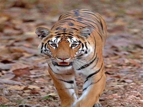 Tiger Photography Tour 206978 Holiday Packages To Bandhavgarh