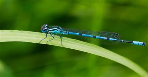 Dragonfly Vs Damselfly 6 Key Differences Explained Imp World