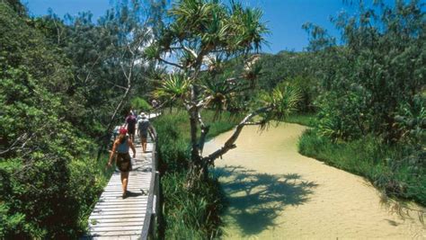 Fraser Island Great Walk Australia Natural Wonders At Every Step