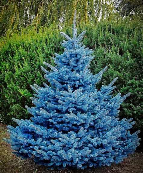 Blue Diamond Spruce Blue Spruce Tree Colorado Blue Spruce Picea Pungens