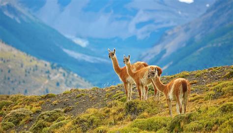 Where the impossible is possible. Chile Travel Guide and Travel Information | World Travel Guide