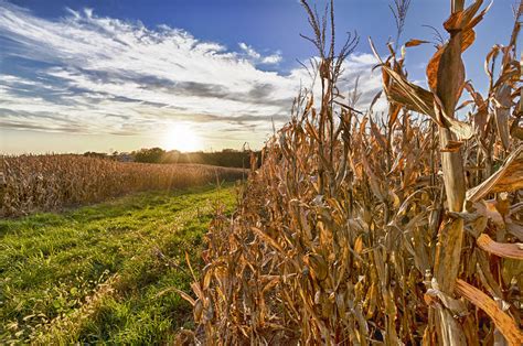 Cornfield At Sunset Photograph By Chris Reed Fine Art America