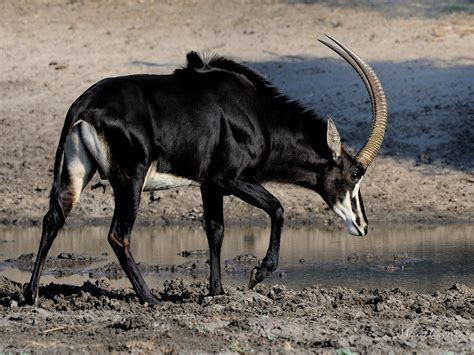 Sable Antelope Howies Wildlife Images