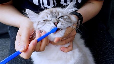 How To Brush Your Cats Teeth Without Them Hating You After Youtube