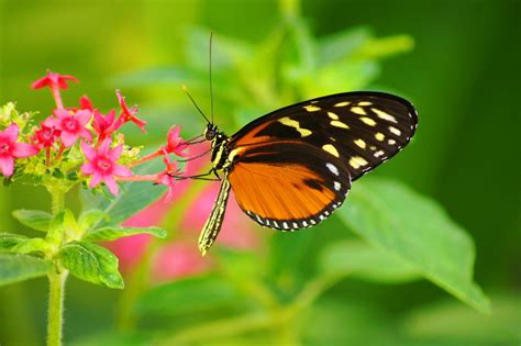 Banco De Imágenes Gratis Las Mariposas Más Hermosas Del Mundo Iii 27