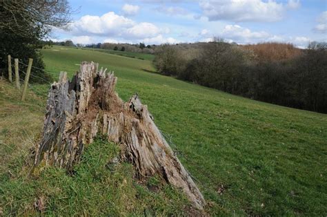 A Rotting Tree Stump © Philip Halling Cc By Sa20 Geograph Britain