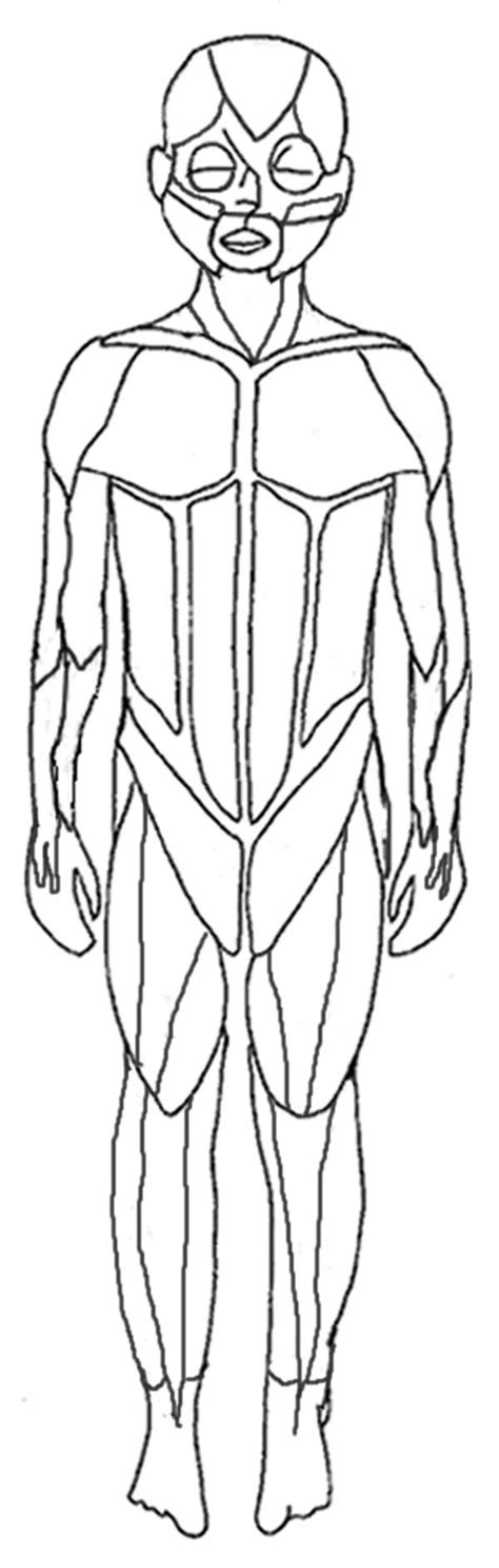 Human Muscles Coloring Worksheets