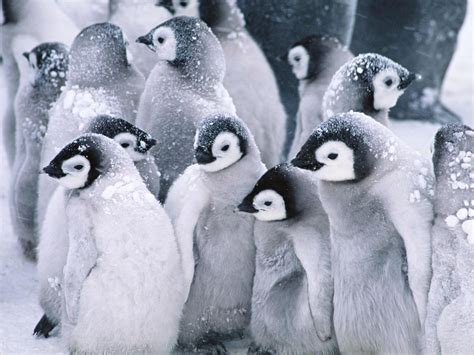 Cute Baby Penguins Animals Snow Winter Wallpaper