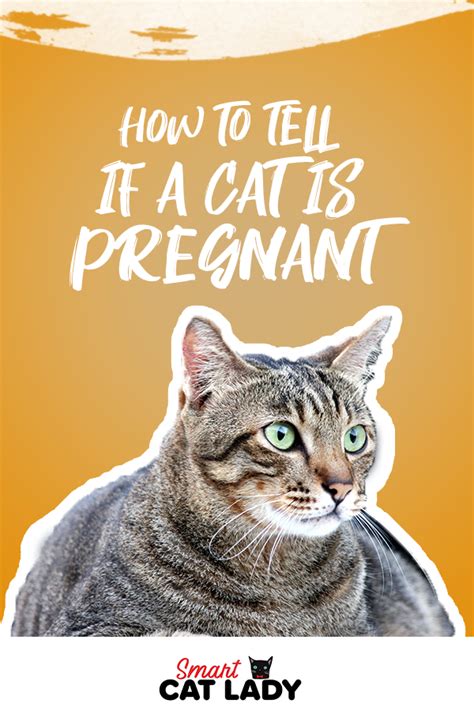 Check Here To Find Out The Cat Pregnancy Symptoms So You Can Whether
