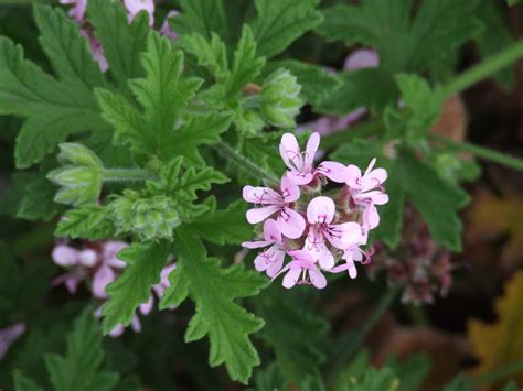 The Benefits And Uses Of Geranium Pelargonium In Your Garden And Home