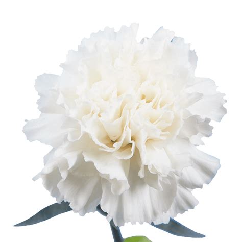 White Carnations Aisha Flowers
