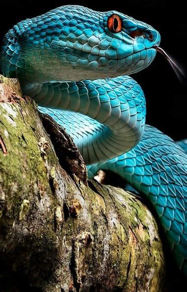 Blue Racer Ifttt2frmhji Snake Wallpaper Pet Snake