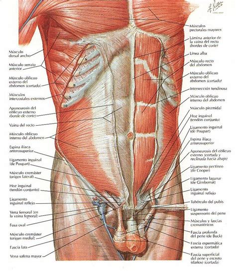 Músculos del Abdómen referencia Google Musculos del abdomen Cuerpo
