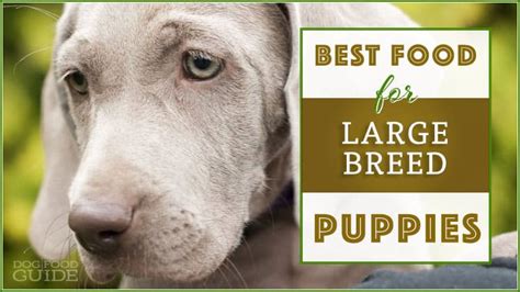 Best large breed puppy food. Best Large Breed Puppy Food : Top 5 Brands for Fast ...