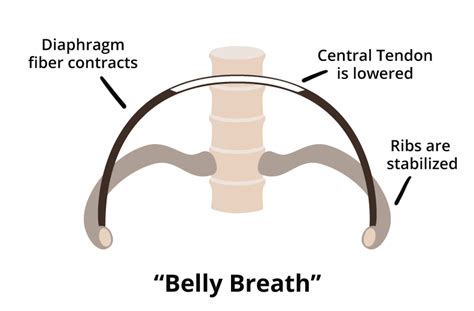 What are lungs definition, what body cavity is the location, anatomy (segmental anatomy left, right lung lobe), function, where gas exchange occurs, illustration. "Chest Breath" vs. "Belly Breath" — What's the deal? — In Pursuit of Yoga