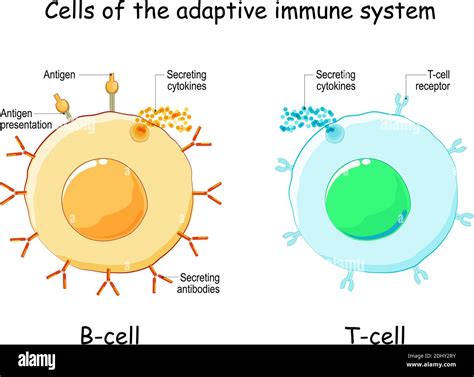 Types Of B Cells