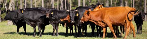 cattle care checklist before and after the storm uf ifas news