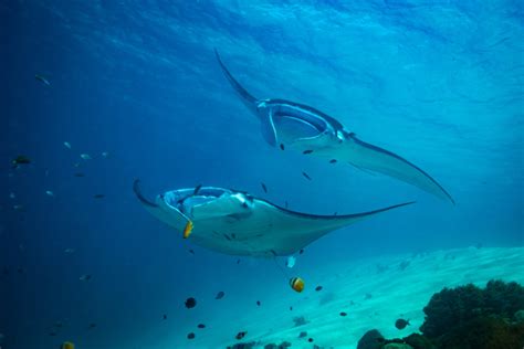 Reef Manta Rays Are In Decline Globally But New Research Finds One