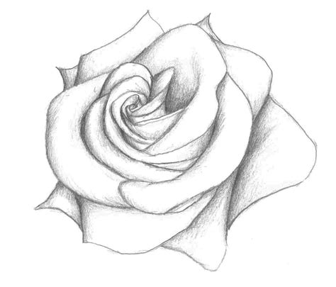 Realistic Drawing Of A Rose At Explore Collection