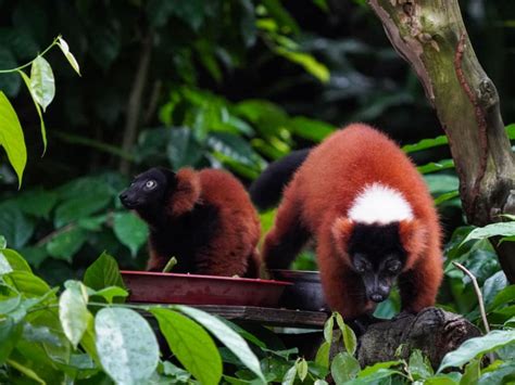 Critically Endangered Red Ruffed Lemur Twin Babies Born In Singapore