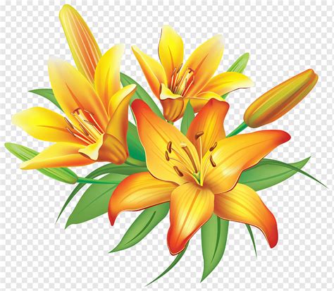 Bunga Lilium Kuning Bunga Oranye Warna Bunga Bakung Png PNGWing