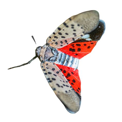 How To Get Rid Of A Spotted Lanternfly Rose Pest Solutions